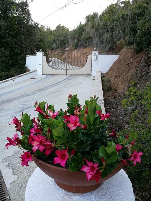 Appartamento L'Albero Magico Nella Campagna Gallurese Santa Teresa Gallura Exterior foto