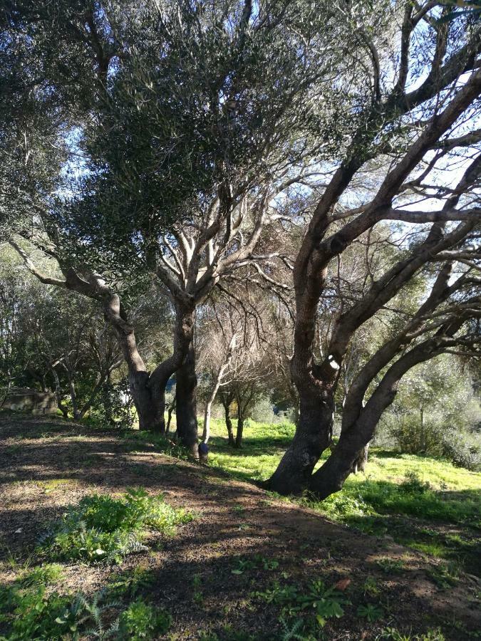 Appartamento L'Albero Magico Nella Campagna Gallurese Santa Teresa Gallura Exterior foto
